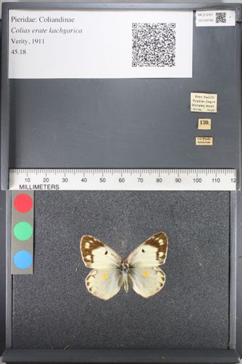 Media type: image;   Entomology 124748